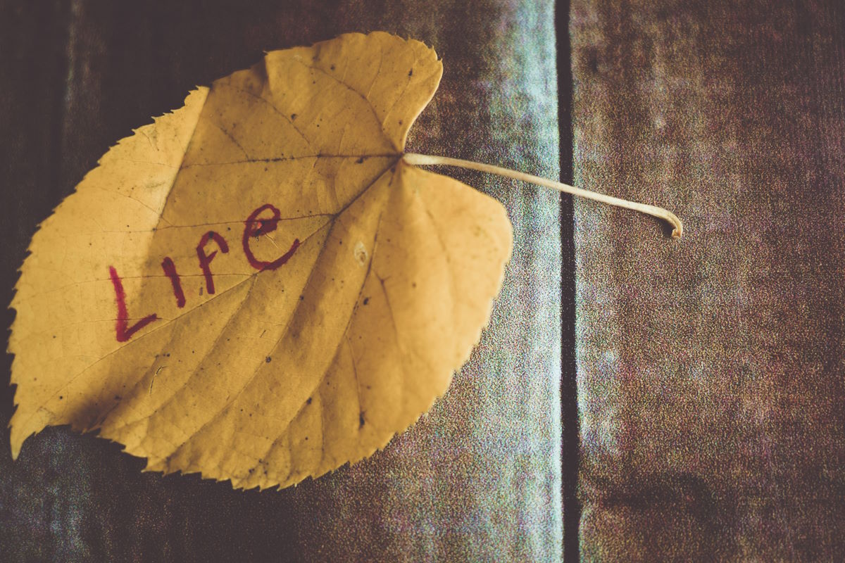 Therapia Mind Institute - redesign life